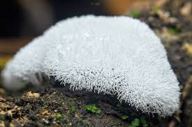 Attēlu rezultāti vaicājumam “Symphytocarpus flaccidus young”