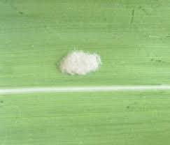 Attēlu rezultāti vaicājumam “Trichoptera egg mass”