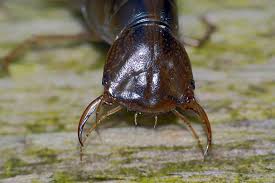 Attēlu rezultāti vaicājumam “Dytiscus sp.”