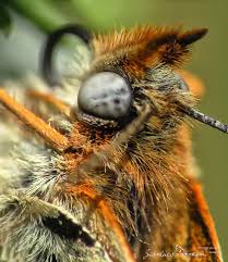 Attēlu rezultāti vaicājumam “Melitaea phoebe underside”