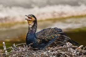 Attēlu rezultāti vaicājumam “Phalacrocorax carbo nest”