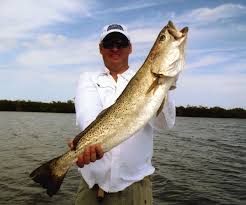 Image result for Cynoscion nebulosus