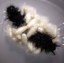 Attēlu rezultāti vaicājumam “Euphydrias aurinia”