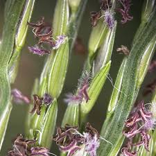 Attēlu rezultāti vaicājumam “Cribraria intricata stalked”