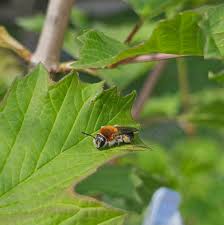 Attēlu rezultāti vaicājumam “Andrena haemorrhoa female”