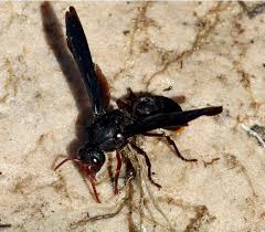 Attēlu rezultāti vaicājumam “Eumenidae”