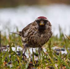 Attēlu rezultāti vaicājumam “Carduelis flammea”