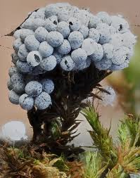 Attēlu rezultāti vaicājumam “Physarum daamsii”