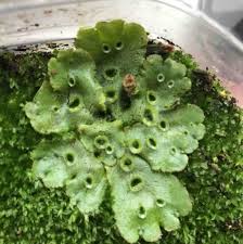 Attēlu rezultāti vaicājumam “Marchantia polymorpha”