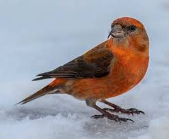 Image result for Loxia curvirostra