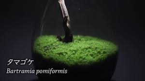 Attēlu rezultāti vaicājumam “Bartramia pomiformis sporophyte”