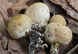 Attēlu rezultāti vaicājumam “Boletales”