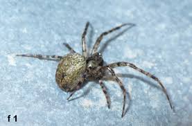 Attēlu rezultāti vaicājumam “Metellina merianae”