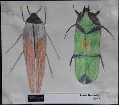 Attēlu rezultāti vaicājumam “Epiblema grandaevana”