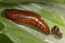 Attēlu rezultāti vaicājumam “Agonopterix ciliella”