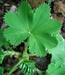 Image result for Frauenmantel