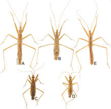 Attēlu rezultāti vaicājumam “Nabidae”