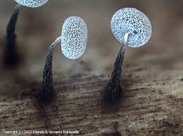 Attēlu rezultāti vaicājumam “Physarum album spores”