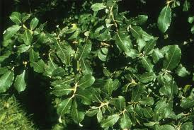 Attēlu rezultāti vaicājumam “Salix caprea leaf”