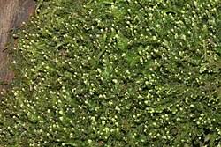 Attēlu rezultāti vaicājumam “Odontoschisma denudatum”