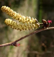 Attēlu rezultāti vaicājumam “Corylus avellana”