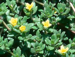 Attēlu rezultāti vaicājumam “Portulaca oleracea flower”