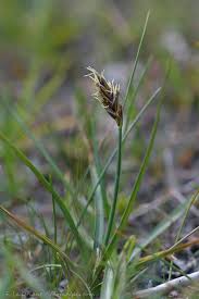 Attēlu rezultāti vaicājumam “Blysmus compressus fruit”