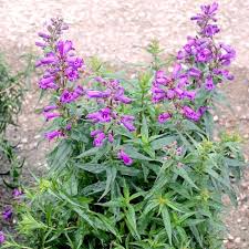 Image result for Penstemon