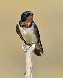 Attēlu rezultāti vaicājumam “Hirundo rustica adult”