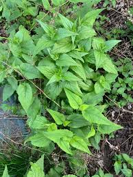 Attēlu rezultāti vaicājumam “Campanula rapunculoides leaf”