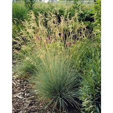 Attēlu rezultāti vaicājumam “Koeleria glauca”