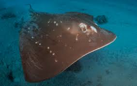 Image result for Megatrygon microps