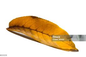 Attēlu rezultāti vaicājumam “Juglans regia leaf”