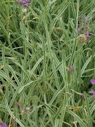 Attēlu rezultāti vaicājumam “Cribraria violacea stalked”