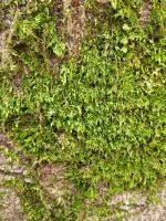 Attēlu rezultāti vaicājumam “Homalia trichomanoides”