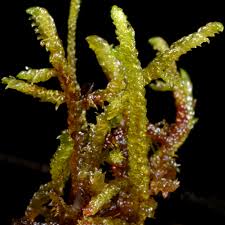 Attēlu rezultāti vaicājumam “Scorpidium scorpioides”