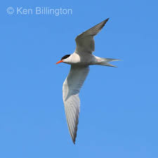 Attēlu rezultāti vaicājumam “Sterna hirundo”