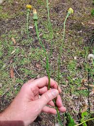 Attēlu rezultāti vaicājumam “Hypochaeris radicata fruit”