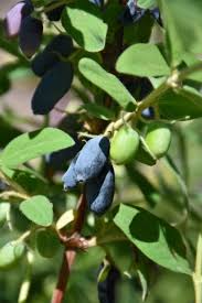 Attēlu rezultāti vaicājumam “Lonicera caprifolium fruit”
