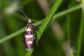 Attēlu rezultāti vaicājumam “Micropterix aureatella”