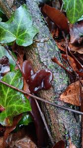 Attēlu rezultāti vaicājumam “Exidia repanda”