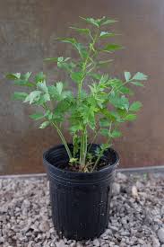 Attēlu rezultāti vaicājumam “Levisticum officinale”