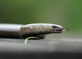 Attēlu rezultāti vaicājumam “Anguis fragilis”