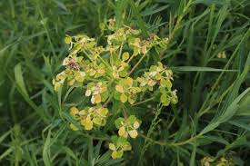 Attēlu rezultāti vaicājumam “Euphorbia palustris fruit”