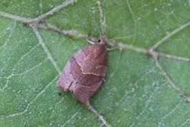 Attēlu rezultāti vaicājumam “Pandemis heparana”