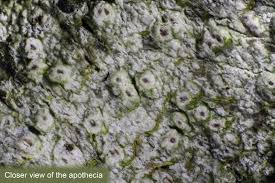 Attēlu rezultāti vaicājumam “Thelotrema lepadinum”