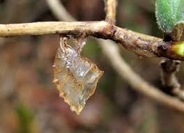Attēlu rezultāti vaicājumam “Argynnis paphia larva”