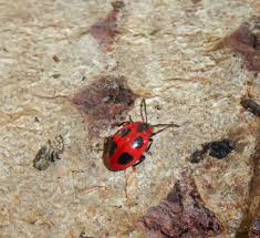 Attēlu rezultāti vaicājumam “Endomychus coccineus”
