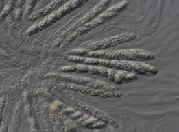 Attēlu rezultāti vaicājumam “Nectria sp., Neonectria sp.”