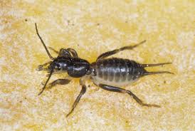 Attēlu rezultāti vaicājumam “Gryllotalpa gryllotalpa”